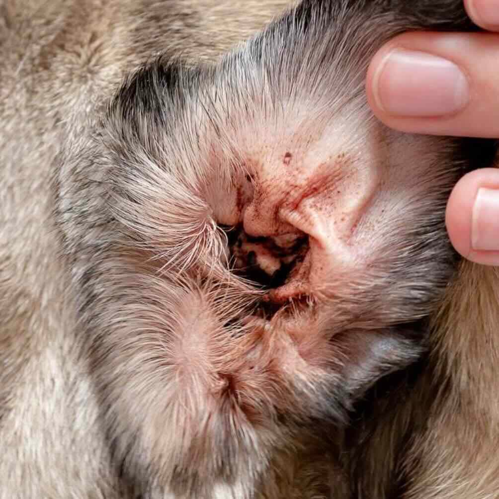 Ear Mites