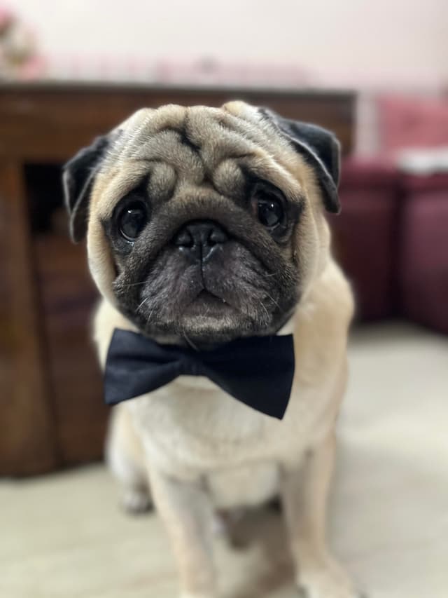 Pogo